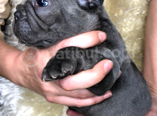 Egzoti̇c Blue  Ve Platinium Bebekler görsel