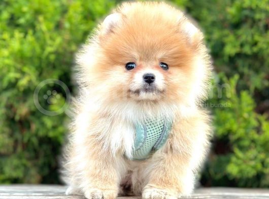 Safkan Pomeranian Boo Yavrularımız görsel