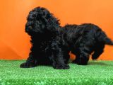Mükemmel Kali̇tede Si̇yah Toy Poodle Yavru