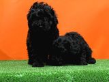 Mükemmel Kali̇tede Si̇yah Toy Poodle Yavru
