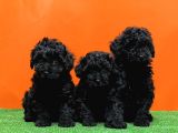 Mükemmel Kali̇tede Si̇yah Toy Poodle Yavru