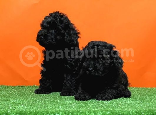 Mükemmel Kali̇tede Si̇yah Toy Poodle Yavru görsel