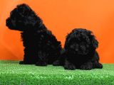 Mükemmel Kali̇tede Si̇yah Toy Poodle Yavru