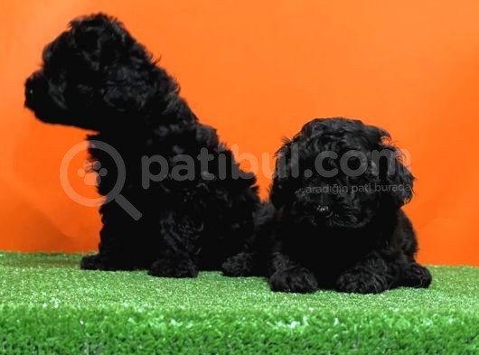 Mükemmel Kali̇tede Si̇yah Toy Poodle Yavru görsel