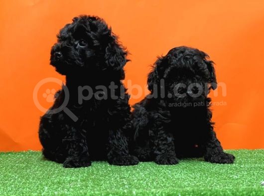 Mükemmel Kali̇tede Si̇yah Toy Poodle Yavru görsel