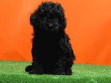 Mükemmel Kali̇tede Si̇yah Toy Poodle Yavru