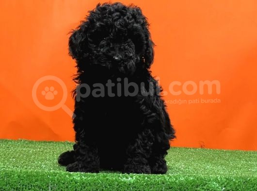 Mükemmel Kali̇tede Si̇yah Toy Poodle Yavru görsel