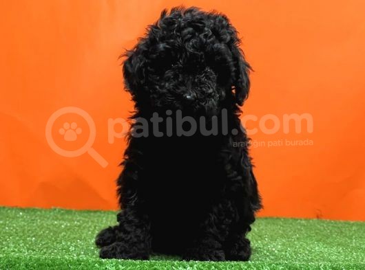 Mükemmel Kali̇tede Si̇yah Toy Poodle Yavru görsel