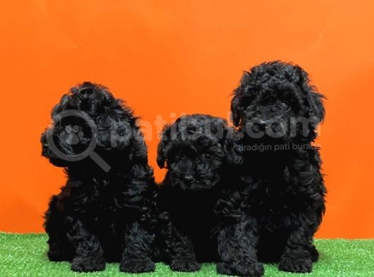 Mükemmel Kali̇tede Si̇yah Toy Poodle Yavru görsel