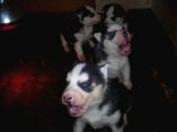 safkan husky yavruları