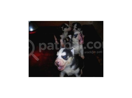 Safkan Husky Yavruları
