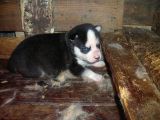 Safkan Husky Yavruları