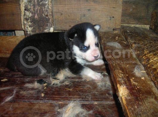 Safkan Husky Yavruları görsel