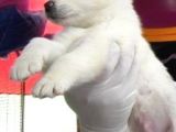 Safkan Husky Yavruları
