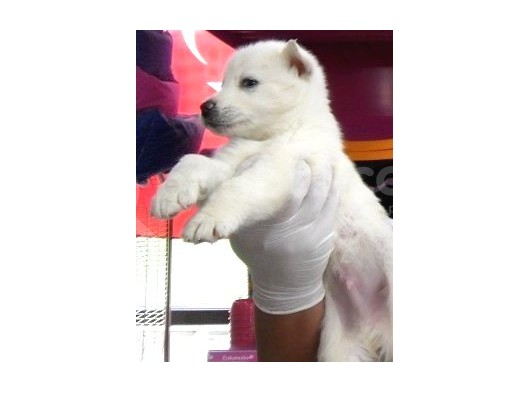 Safkan Husky Yavruları görsel
