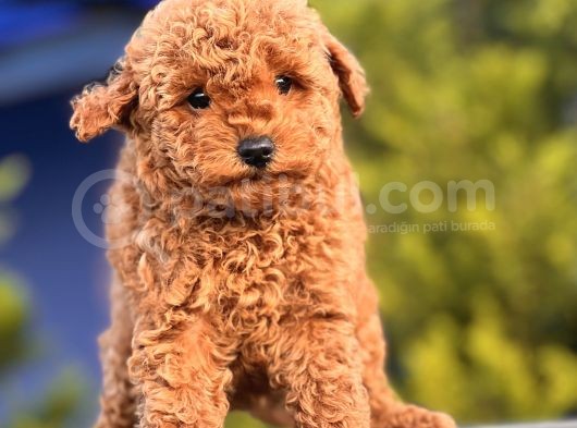Red Mi̇ni̇ Toy Poodle Yavrular görsel