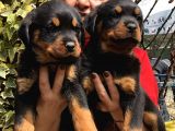 Dev Gibi Muhteşem Rottweiller Yavrularımız