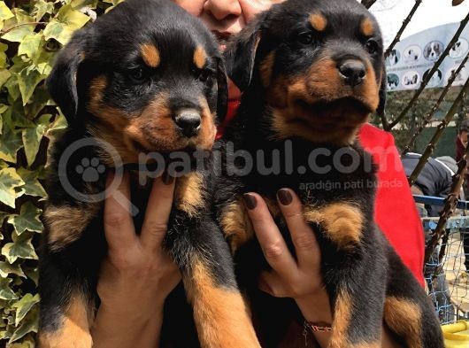 Dev Gibi Muhteşem Rottweiller Yavrularımız görsel