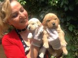 Bebek Yüzlü Küt Burunlu Golden Retriever Yavrularımız