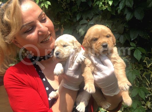 Bebek Yüzlü Küt Burunlu Golden Retriever Yavrularımız görsel