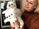 Pamuk Gibi Malta Terrier Yavrularımız