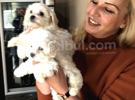Pamuk Gibi Malta Terrier Yavrularımız görsel
