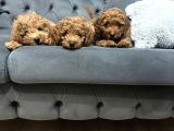 KIVIRCIK TÜYLÜ KENDİ YAVRULARIMIZ ORJİNAL POODLE ERKEK
