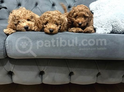 Kivircik Tüylü Kendi̇ Yavrularimiz Orji̇nal Poodle Erkek