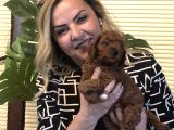 Irk Gar Efsane Toy Poodle Yavrularımız