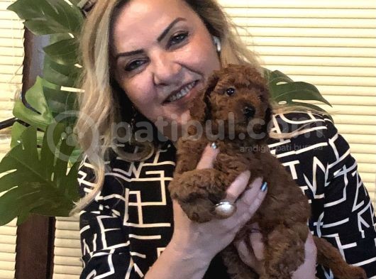 Irk Gar Efsane Toy Poodle Yavrularımız görsel
