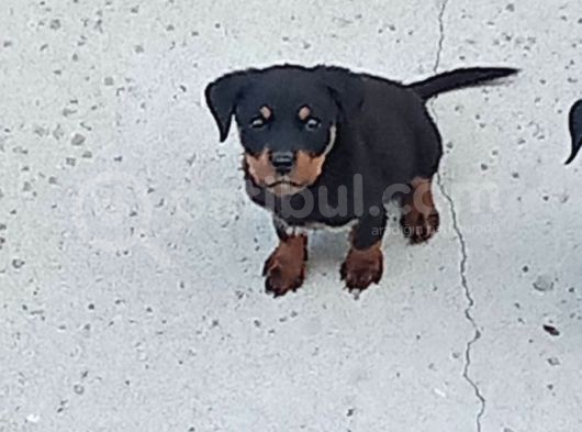 Rotweiller Yavrularım Sağlık Ve Irk Garantilid  görsel