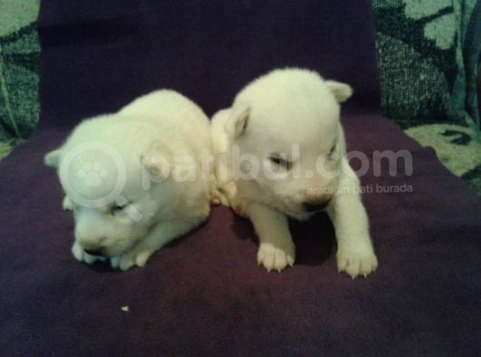 Safkan Husky Yavruları görsel