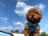 Tüy Dökmez Koku Yapmaz Mükemmel Toy Poodle Yavrularımız