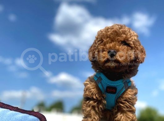 Tüy Dökmez Koku Yapmaz Mükemmel Toy Poodle Yavrularımız görsel