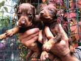 Irk Garantili Efsane King Doberman Yavrularımız