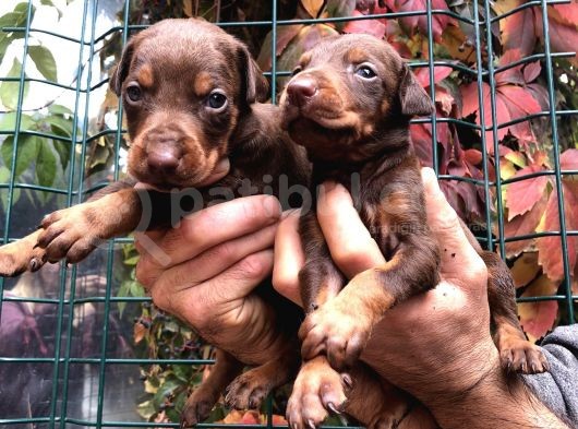 Irk Garantili Efsane King Doberman Yavrularımız görsel