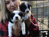 Irk Garantili Efsane Border Collie Yavrularımız