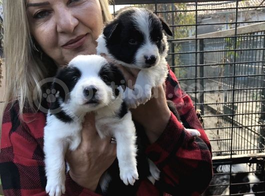Irk Garantili Efsane Border Collie Yavrularımız görsel