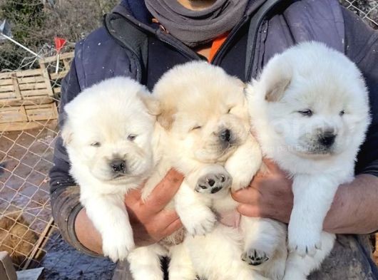 A Kali̇te Chow Chow Yavrulari görsel