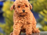 Red Mi̇ni̇ Toy Poodle Yavrular