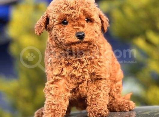 Red Mi̇ni̇ Toy Poodle Yavrular görsel
