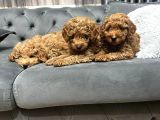 Kivircik Tüylü Kendi̇ Yavrularimiz Orji̇nal Poodle Erkek