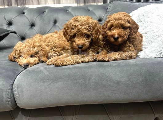 Kivircik Tüylü Kendi̇ Yavrularimiz Orji̇nal Poodle Erkek görsel