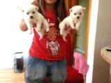 Safkan Spitz (American Eskimo) Yavruları