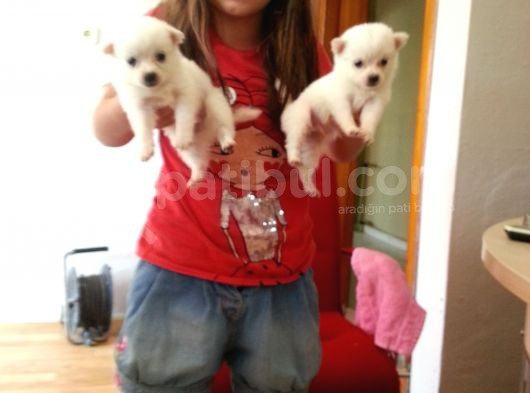 Safkan Spitz (American Eskimo) Yavruları görsel