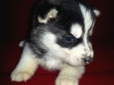 Safkan Husky Yavruları