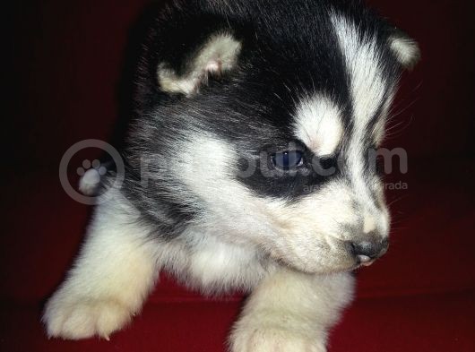 Safkan Husky Yavruları görsel