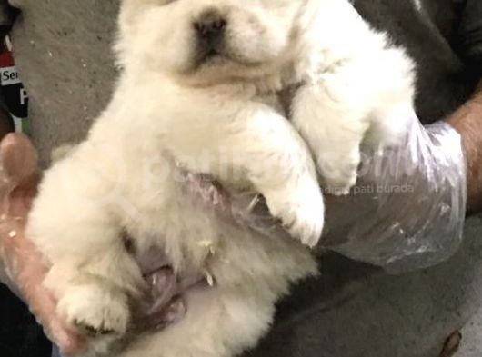 Chow Chow Yavrularimiz görsel