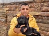 safkan labrador yavruları