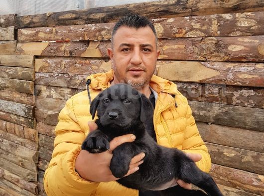 Safkan Labrador Yavruları